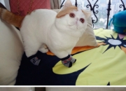 开云体育在线-当乌克兰闪电终结悬念，谁在意甲焦点战竖起阿坎吉铁闸？