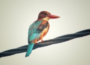 开云APP-迷失数字洪流，哈登炸裂之夜与老鹰的反常晋级