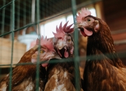 开云APP-冰与火之歌，当雄鹿的角撞上东北虎的爪，乔治在重压之下完成涅槃