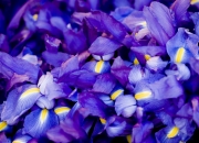 开云体育官网-双重投射，东契奇的个人神迹与雄鹿的体系胜利