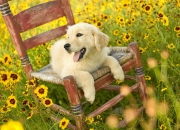 开云-范弗利特焦点战证明掘金慧眼，卫冕冠军力擒老鹰显深度