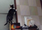 开云平台-极致表演，哈登火力全开，黄蜂与吉林的舞台反差