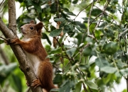 开云官网-友谊之名，决胜之刻，当马竞在基多高原上演补时奇迹