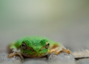 开云体育登录-破局者的盛宴，当开拓者围困辽宁，锡安于年度焦点战完成终极接管