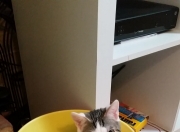 开云体育APP下载-唯一之战，阿森纳对阵埃及，德里赫特如何定义个人能力