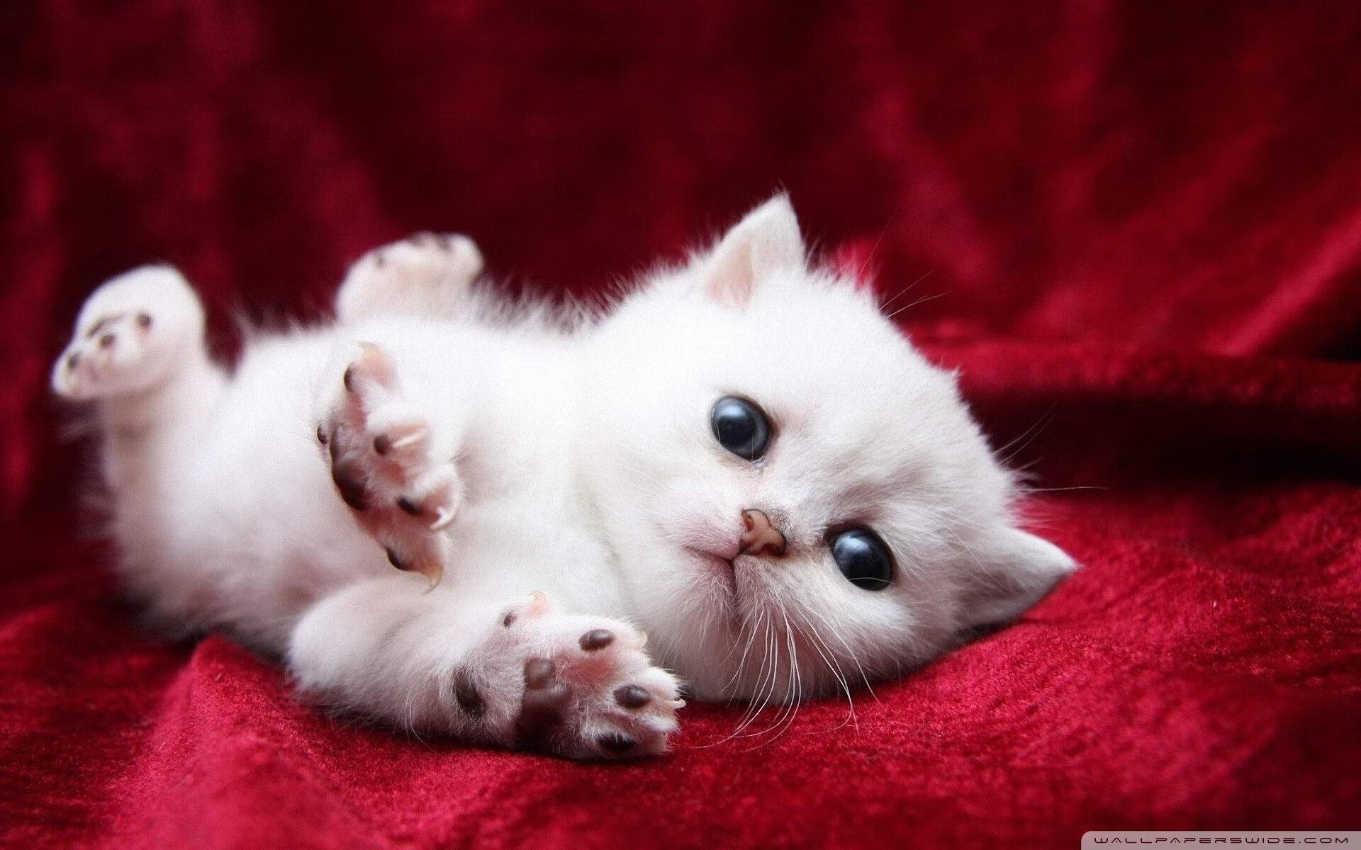 国家德比夜的破局者,厄德高冷静刀锋划破巴萨的叹息