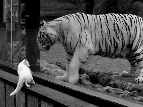 生死战的引擎,当热火在弯道超顶广东,杜兰特式的接管如何定义竞技体育的精髓