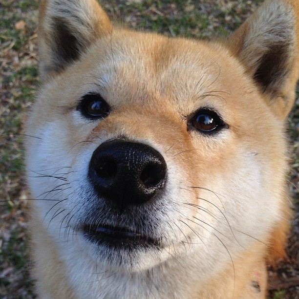 战术如棋局,广东队如何用智慧压制开拓者,浓眉一锤定音?