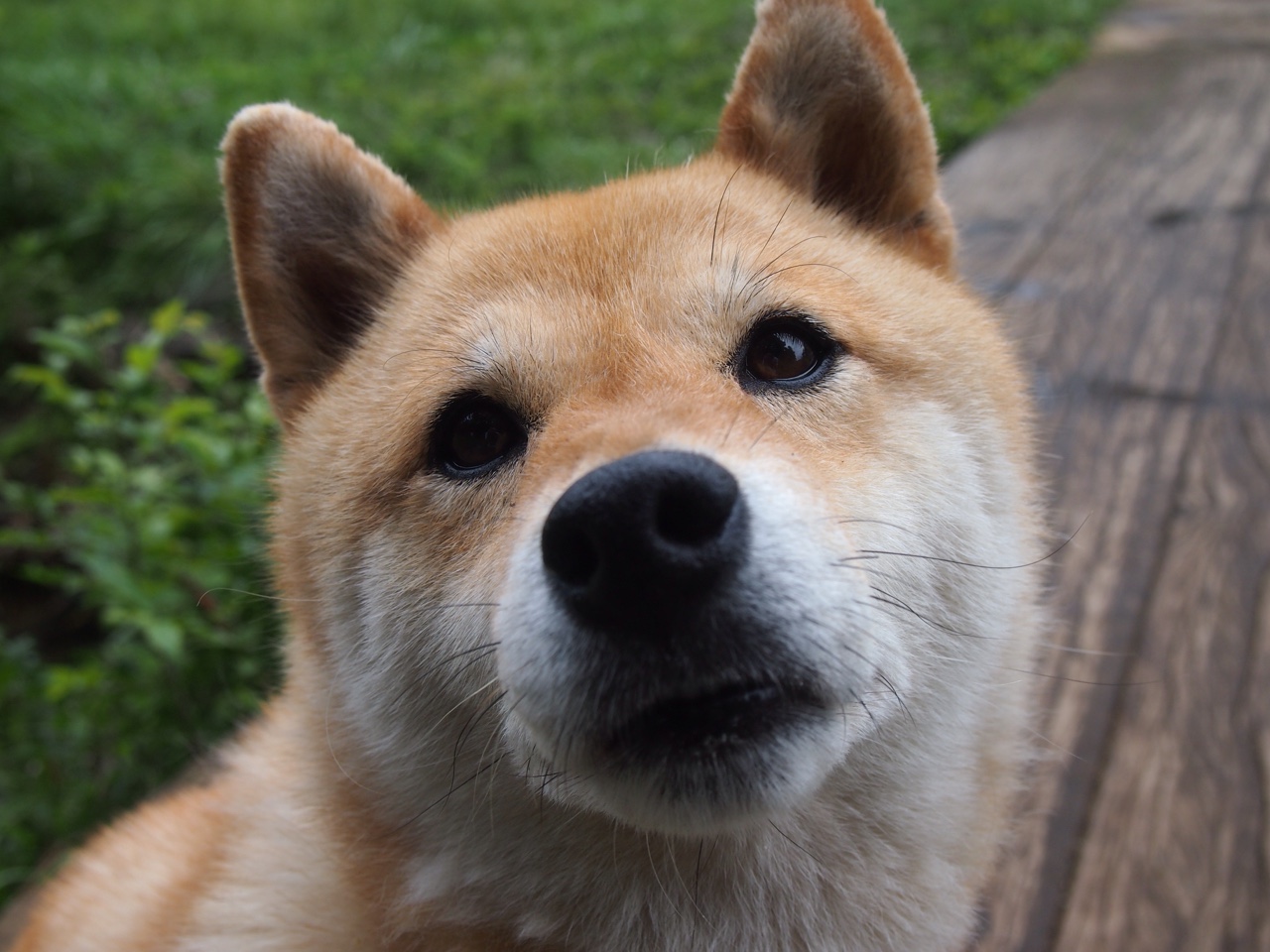 冲击波与窒息感,掘金连续得分高潮下的奥运周期焦点战剖析