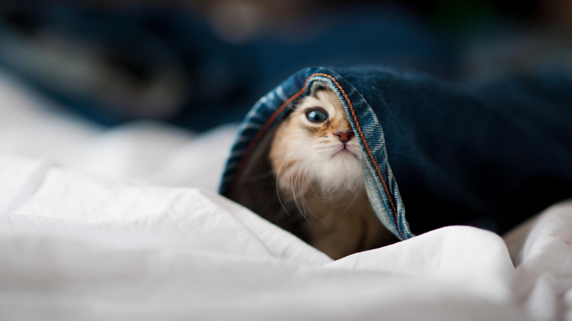 虚实战纪，吉林鏖战猛龙，哈利伯顿点燃冰火赛场