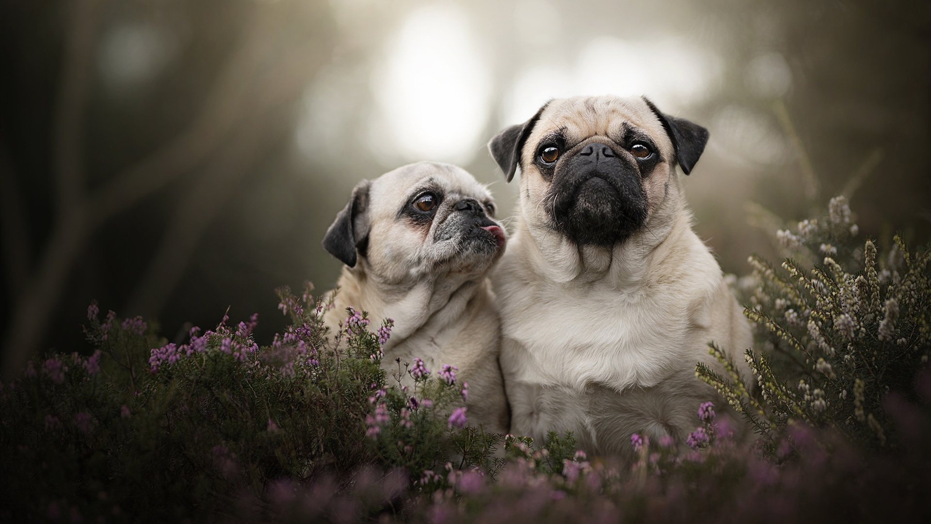 绿茵球场上的红色超新星