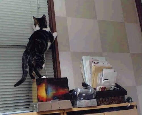 极致表演,哈登火力全开,黄蜂与吉林的舞台反差