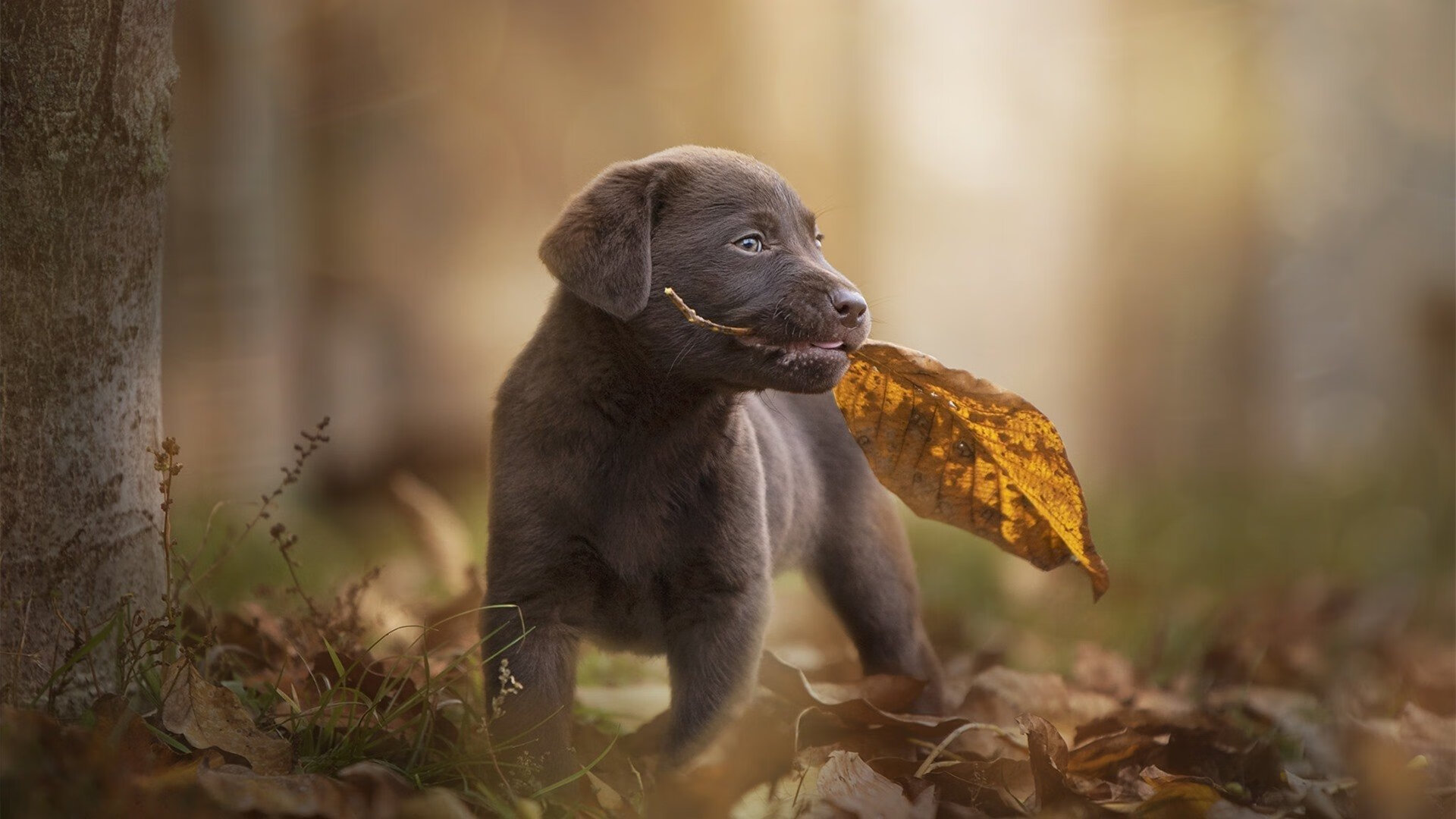 范弗利特对阵吉林队,一场现代后卫的进攻典范