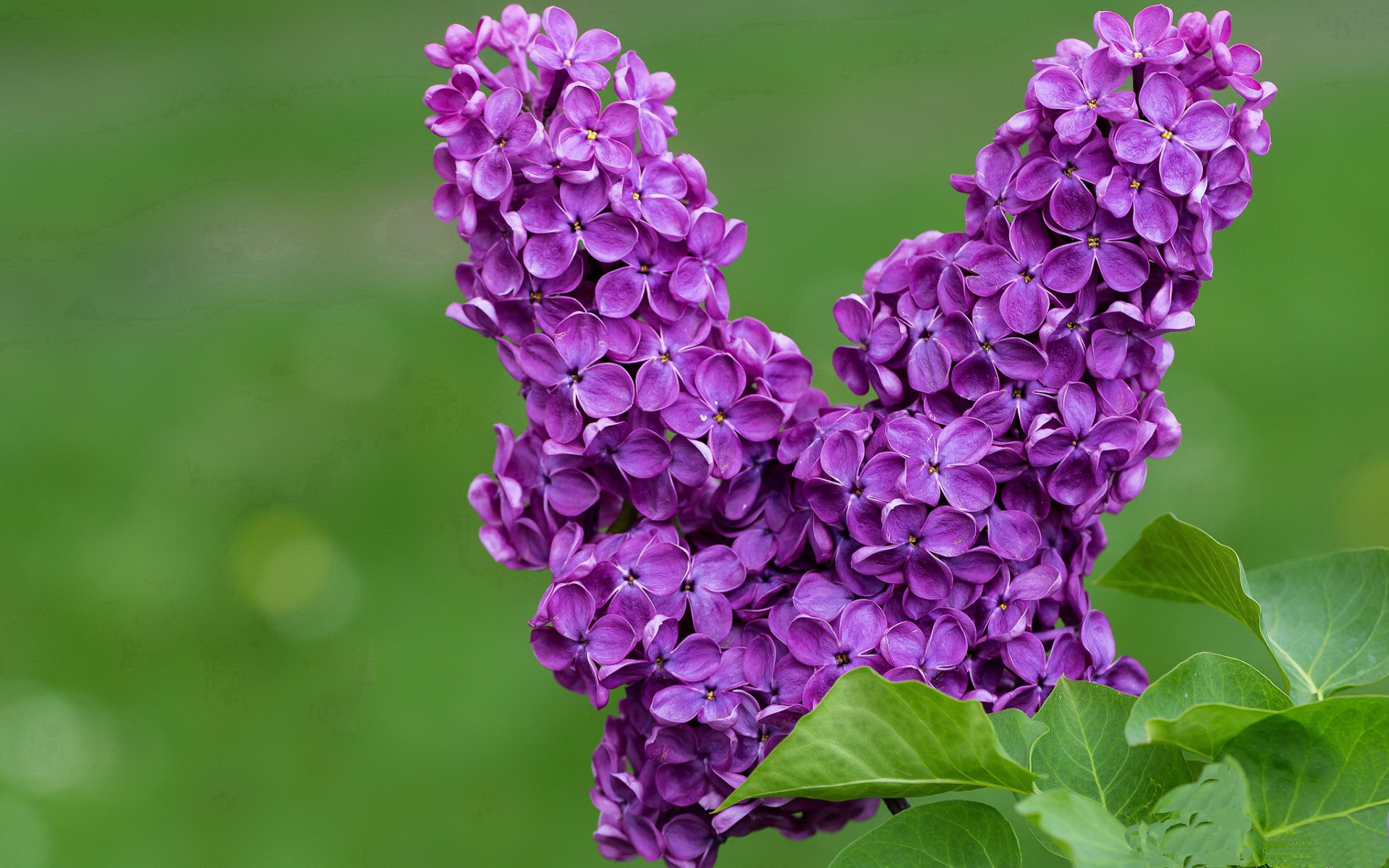 浓眉临渊擎天柱，吉林铁骑打穿马刺金汤