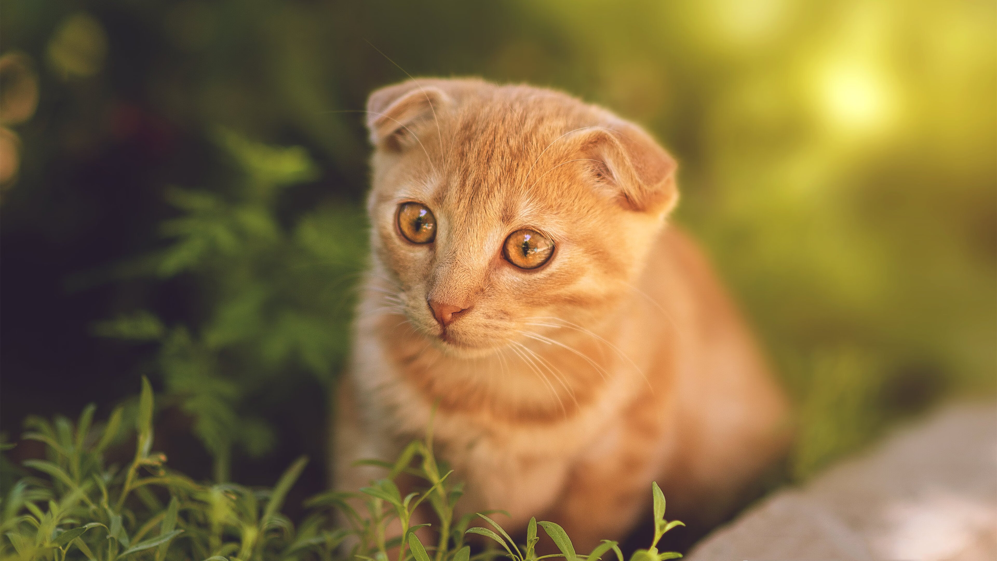 沉默指挥家与风暴核心，勇士如何用两种节奏驯服广厦，爱德华兹全程高能交响曲