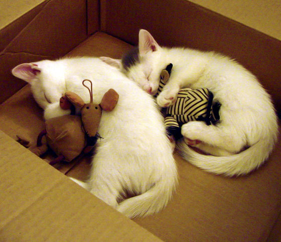 封神之夜!劳塔罗一锤定音,欧冠半决赛见证阿根廷新锋神诞生