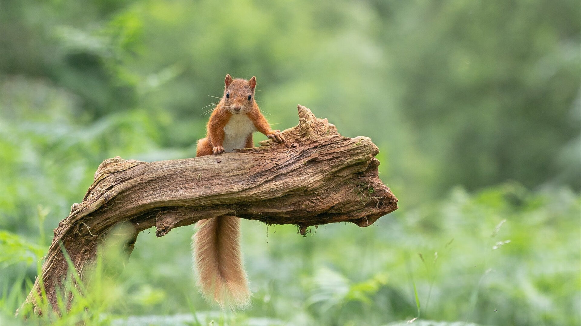 罗马废黜勒沃库森悬念！恩佐双响导演逆袭，穆帅烙印深植骨髓